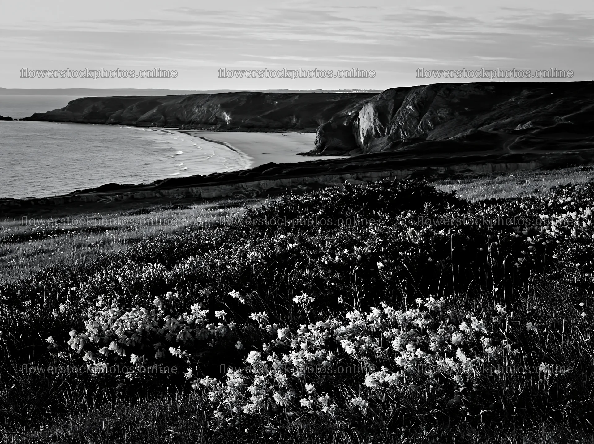 Coastal meadow with flowers and a view of the beach – flower stock photos 9174x6866