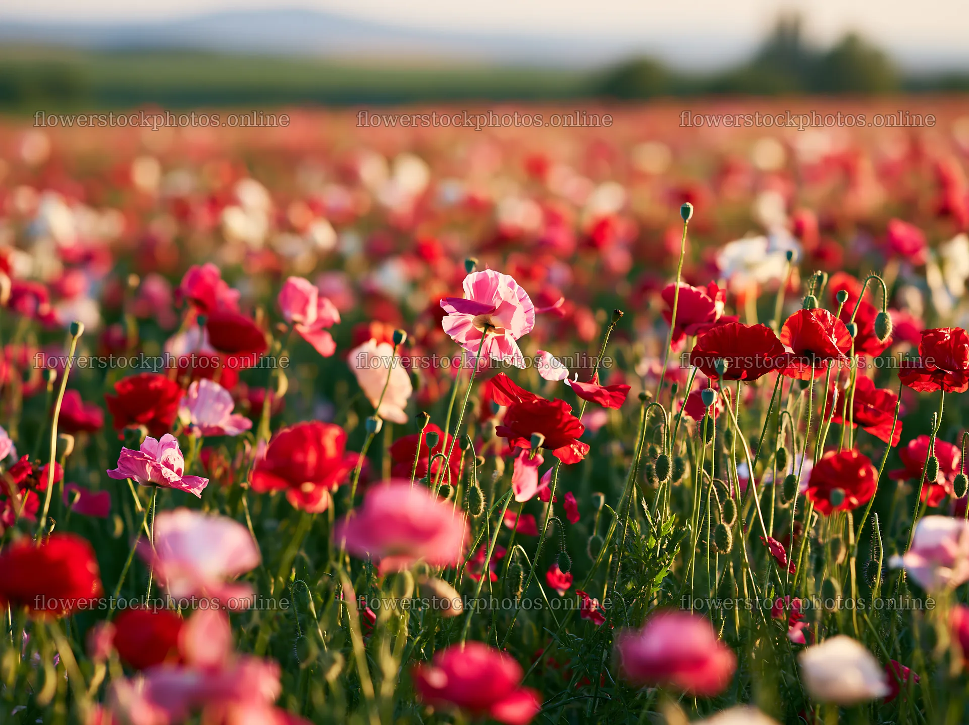 Colorful poppy meadow in a vibrant flower field during sunset – flower stock photos 9174x6866