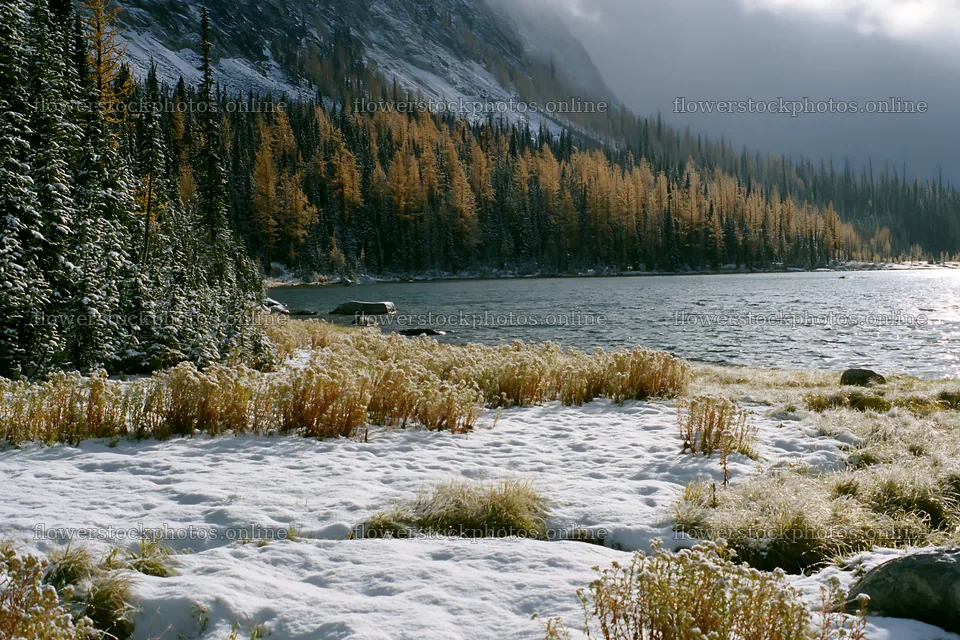 Lakeside meadow blanketed by snow after first winter snowfall – flower stock photos 9722x6480