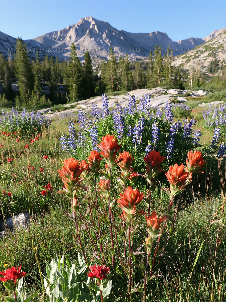 Paintbrush lupine meadow with mountains in the background – flower stock photos 6866x9174