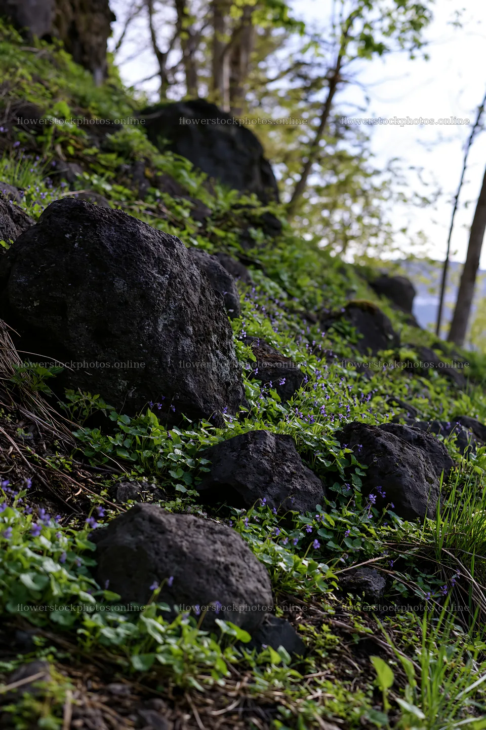 Yamanashi regenerative meadow with basalt stones offers natural beauty – flower stock photos 6480x9722