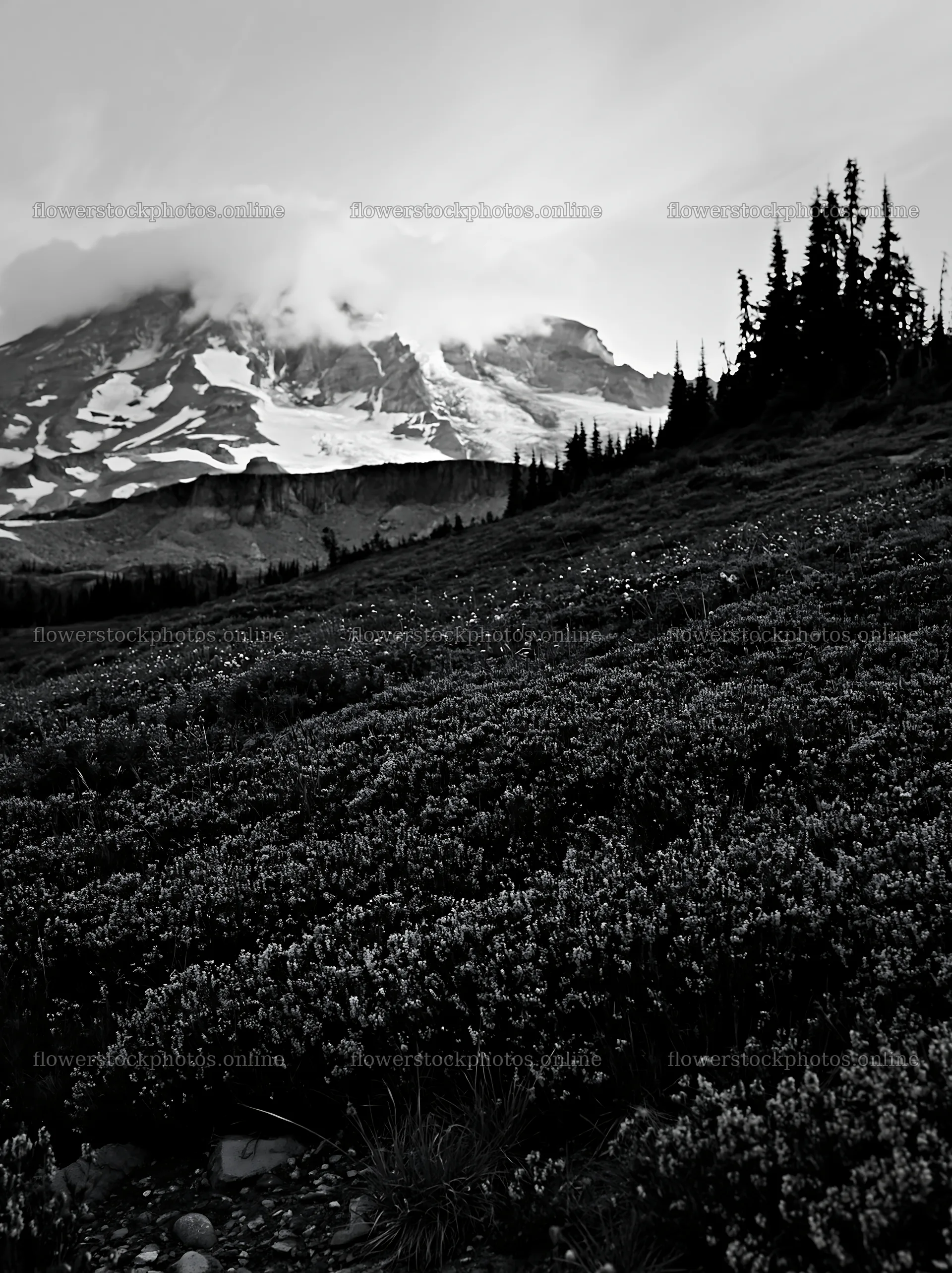 Mount Rainier wildflower meadow at sunrise – flower stock photos 6866x9174
