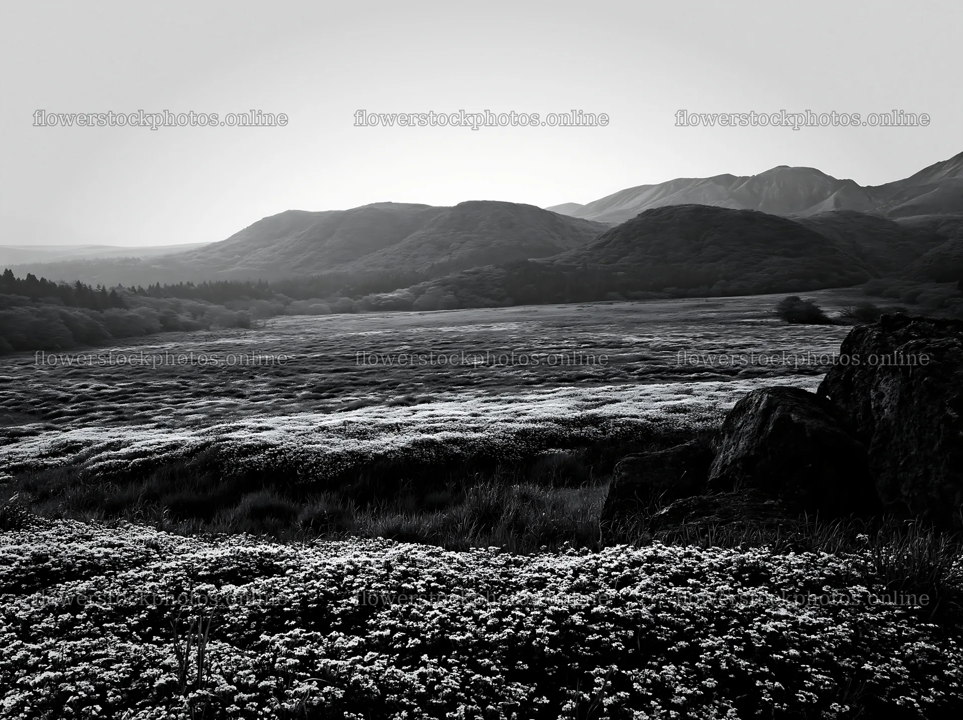 Kumamoto volcanic meadow dark rock foreground with flowers – flower stock photos 9174x6866