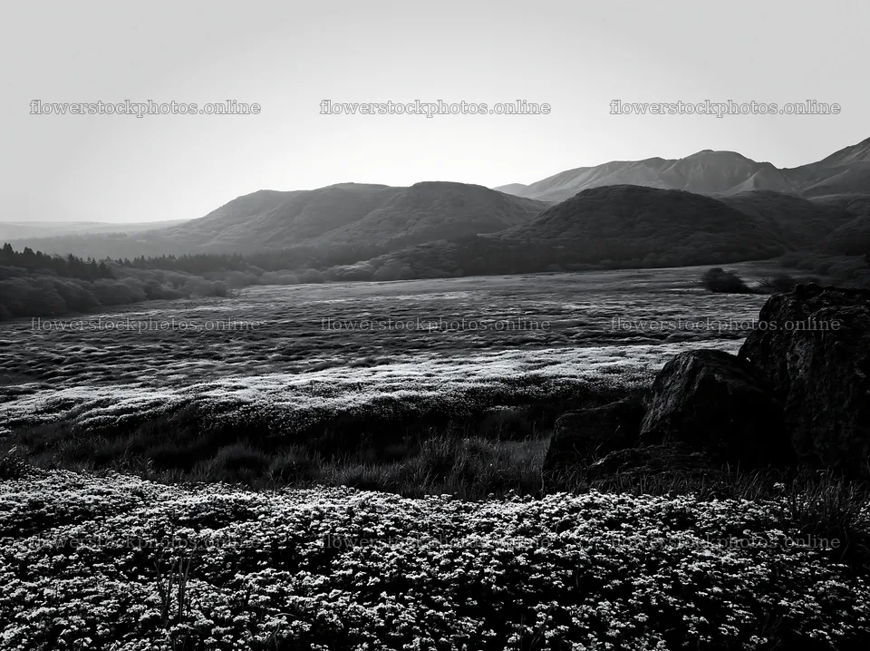 Kumamoto volcanic meadow dark rock foreground with flowers – flower stock photos 9174x6866