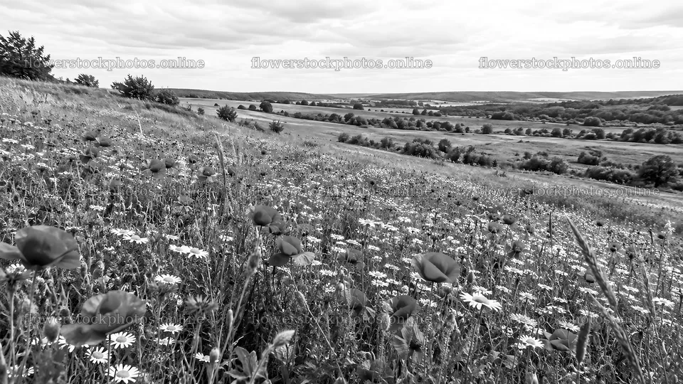 Monochrome Wildflower Meadow on Rolling Hills – flower stock photos 10324x5812