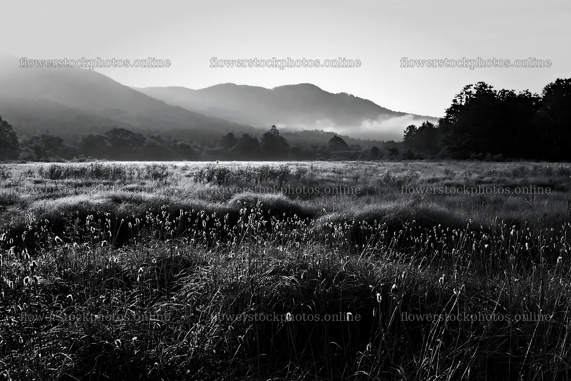 Iwate meadow with seedheads and mountains in the background – flower stock photos 9722x6480