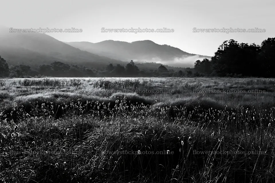 Iwate meadow with seedheads and mountains in the background – flower stock photos 9722x6480