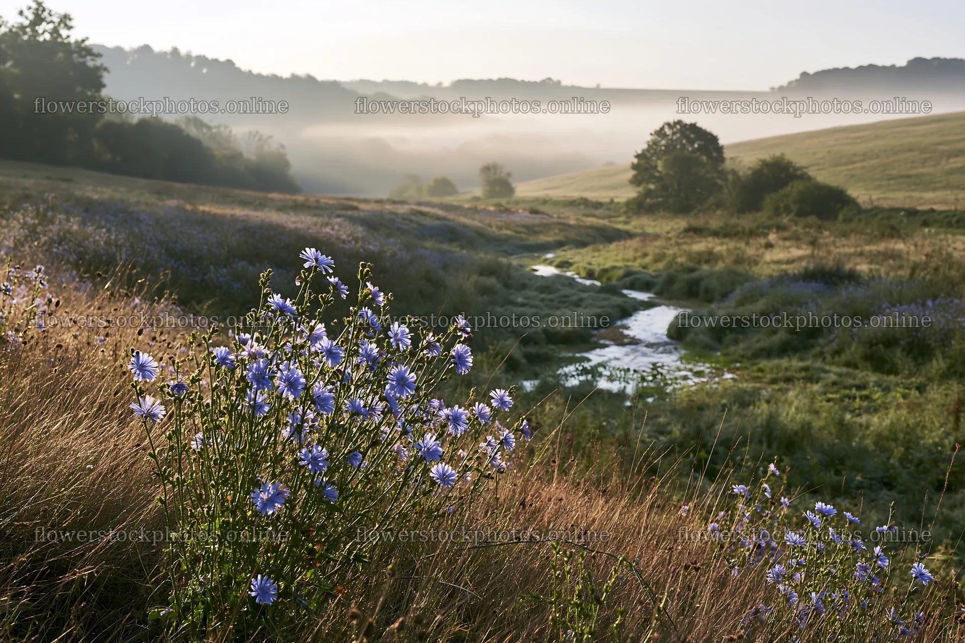 Wildflowers bloom by a stream in a misty meadow – flower stock photos 9722x6480