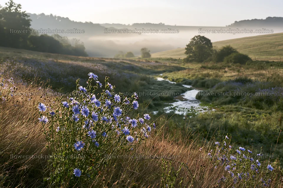 Wildflowers bloom by a stream in a misty meadow – flower stock photos 9722x6480