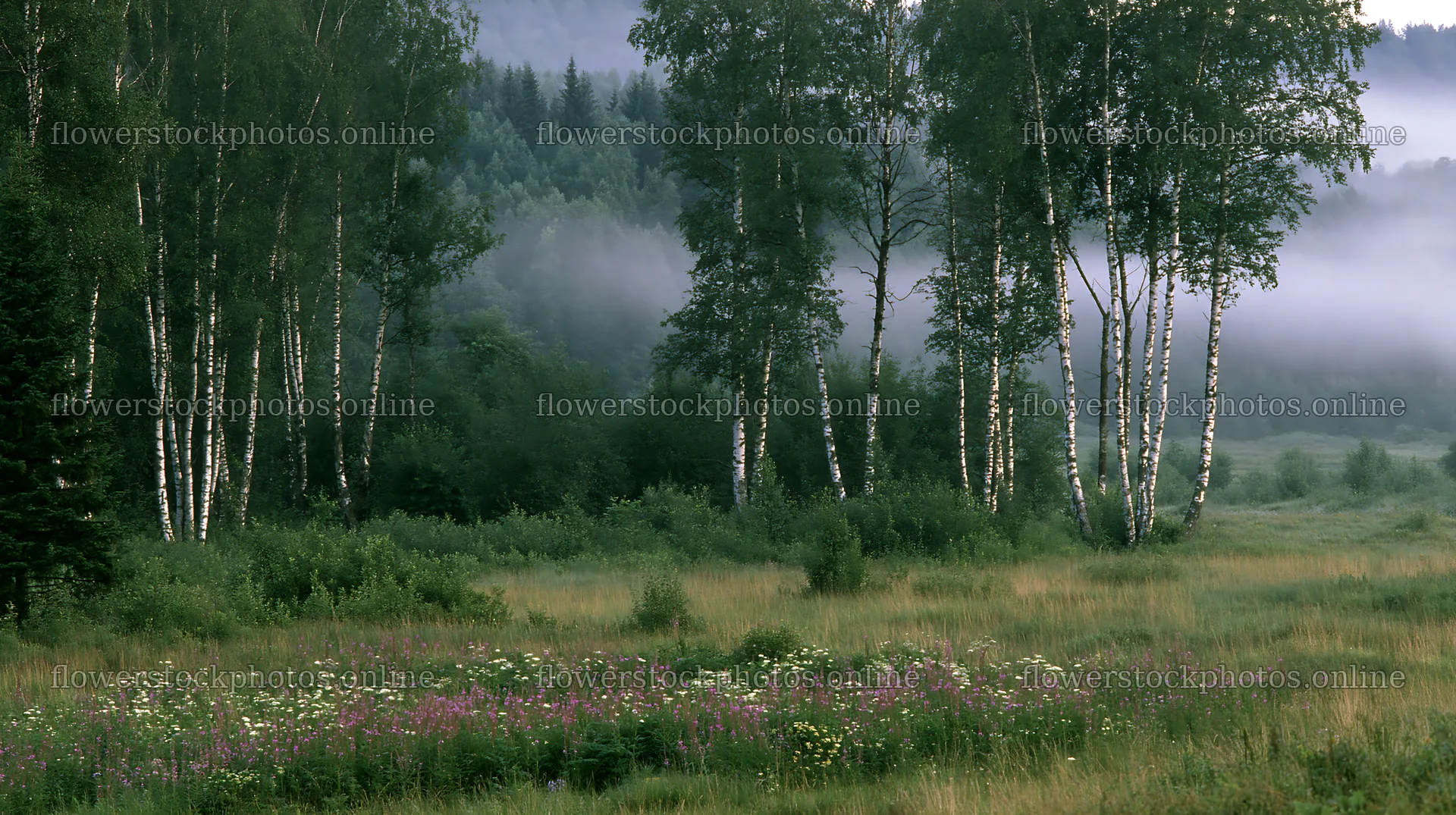 Birch trees in a meadow surrounded by mist – flower stock photos 10608x5938