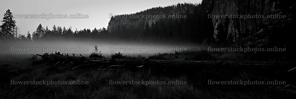 Weathered log rests in a misty meadow at dawn – flower stock photos 13690x4602