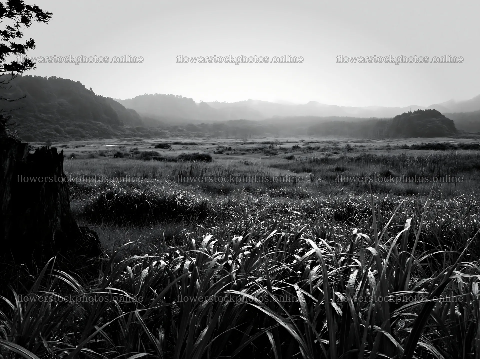 Fukushima native meadow with weathered stump and green grass – flower stock photos 9174x6866