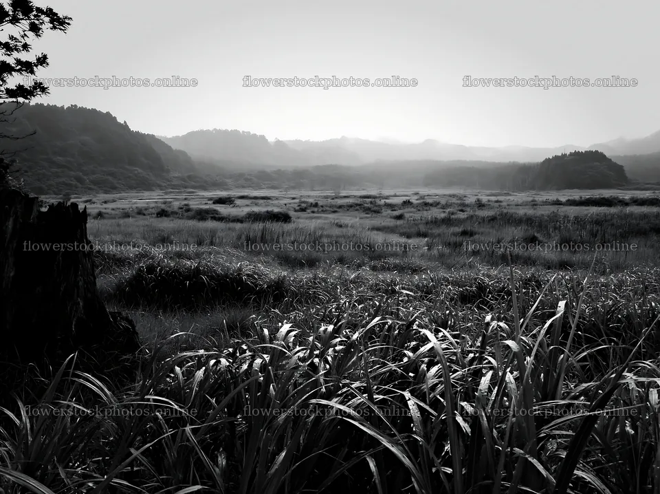 Fukushima native meadow with weathered stump and green grass – flower stock photos 9174x6866
