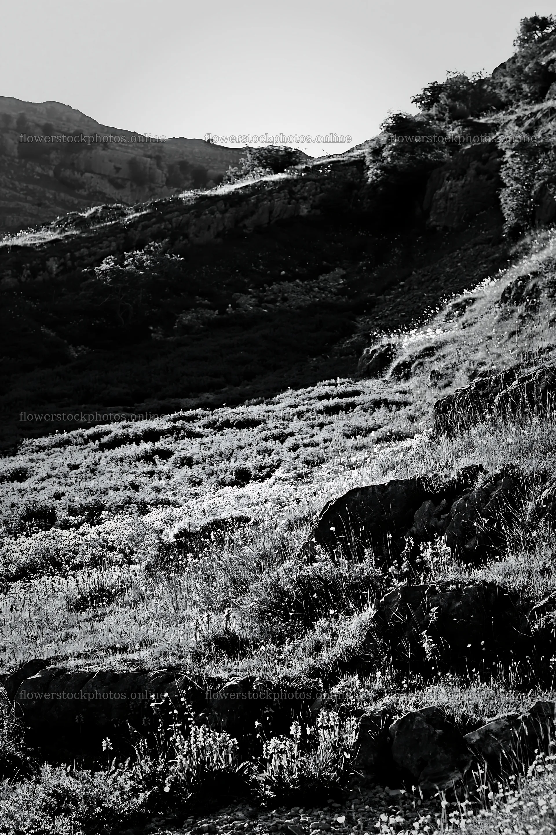 Biodiverse meadow with rocky hillside in black and white – flower stock photos 6480x9722