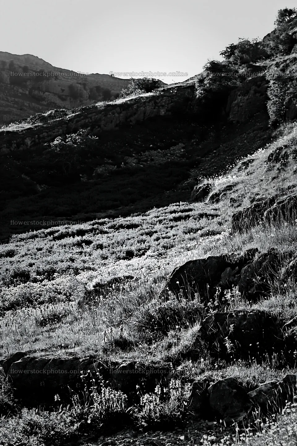 Biodiverse meadow with rocky hillside in black and white – flower stock photos 6480x9722