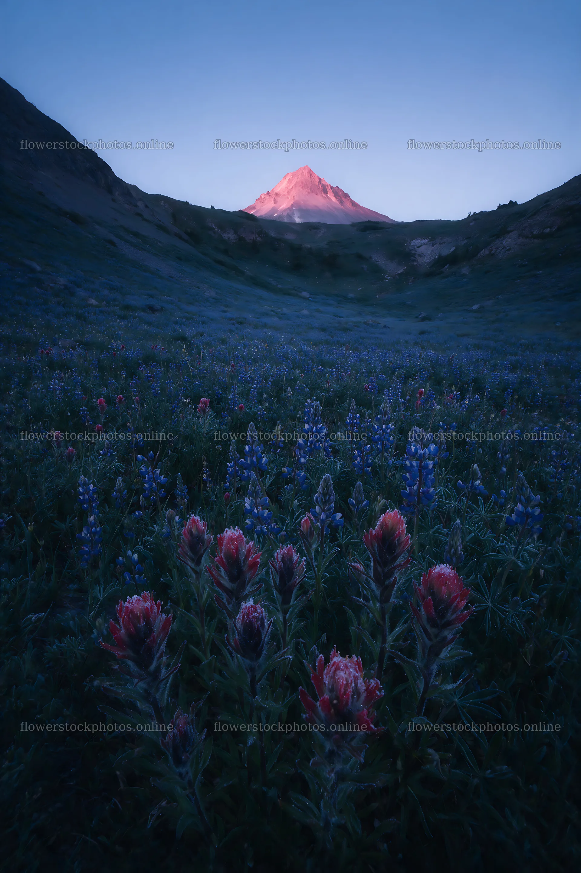Paintbrush lupine meadow at sunset with mountains in background – flower stock photos 6480x9722