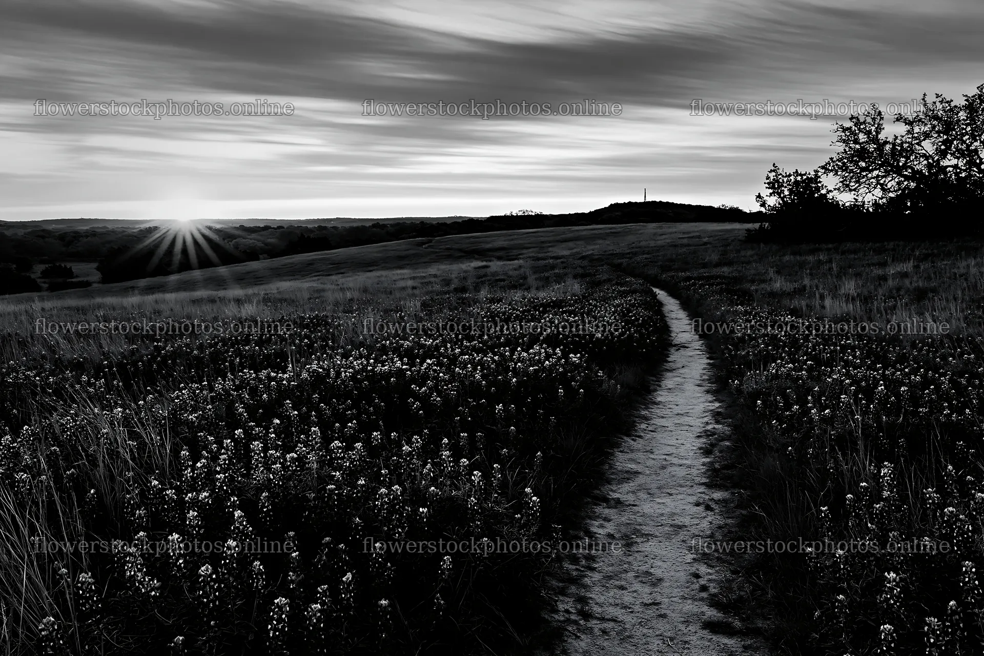 Bluebonnet meadow at sunrise with winding path – flower stock photos 9722x6480