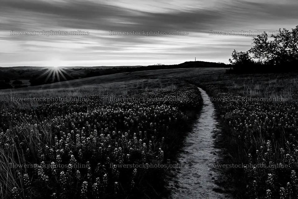 Bluebonnet meadow at sunrise with winding path – flower stock photos 9722x6480