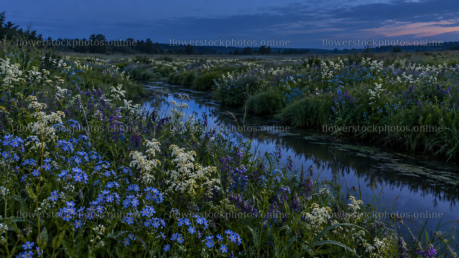Wildflower Meadow and Stream at Blue Twilight – flower stock photos 10324x5812