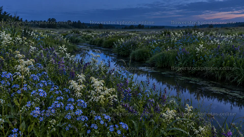 Wildflower Meadow and Stream at Blue Twilight – flower stock photos 10324x5812