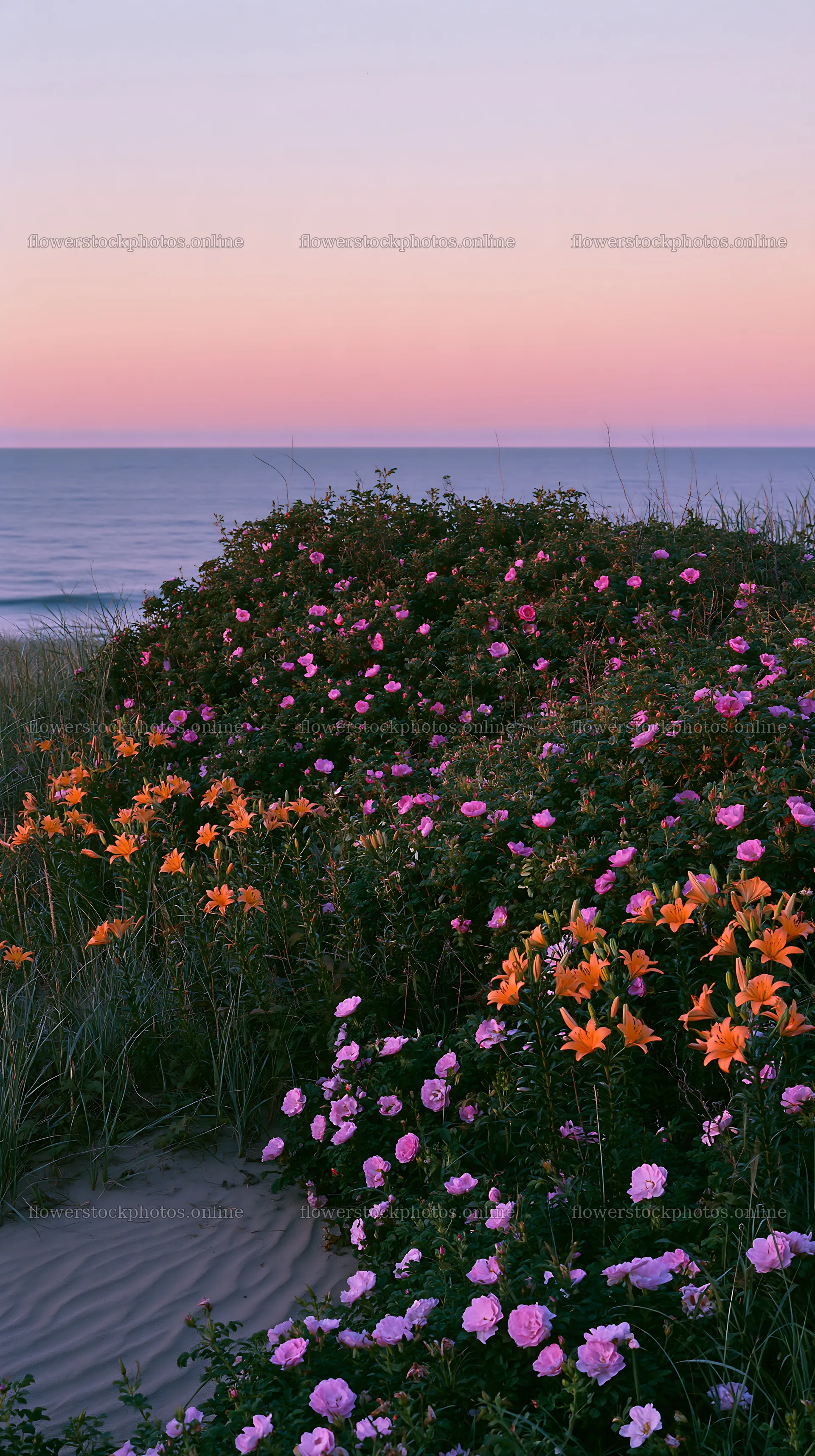 Beachside flower meadow at sunset – flower stock photos 5938x10608