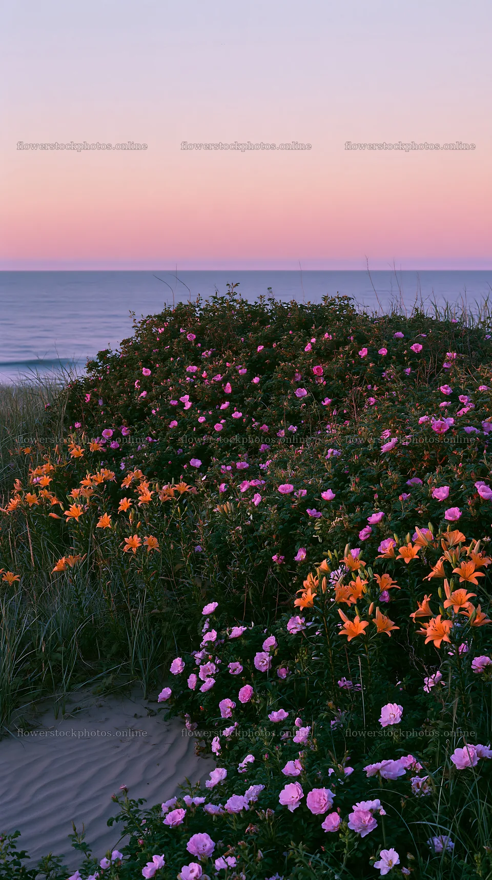 Beachside flower meadow at sunset – flower stock photos 5938x10608