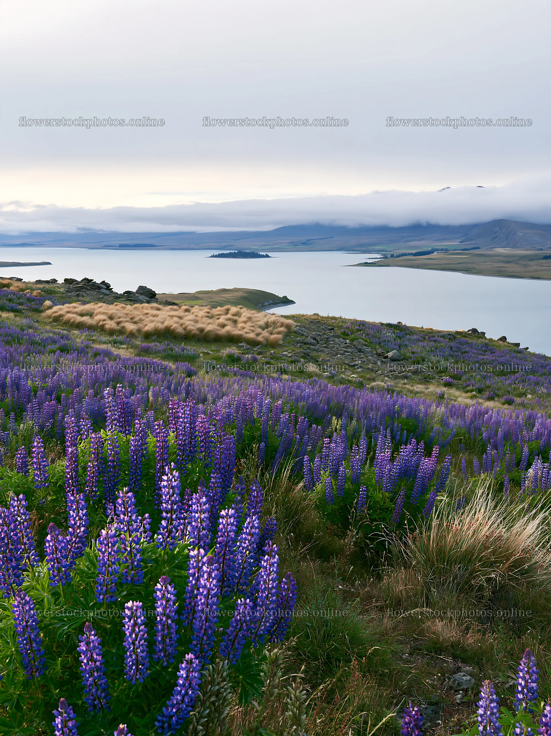 Lupine meadow panorama at Lake Tekapo – flower stock photos 6866x9174