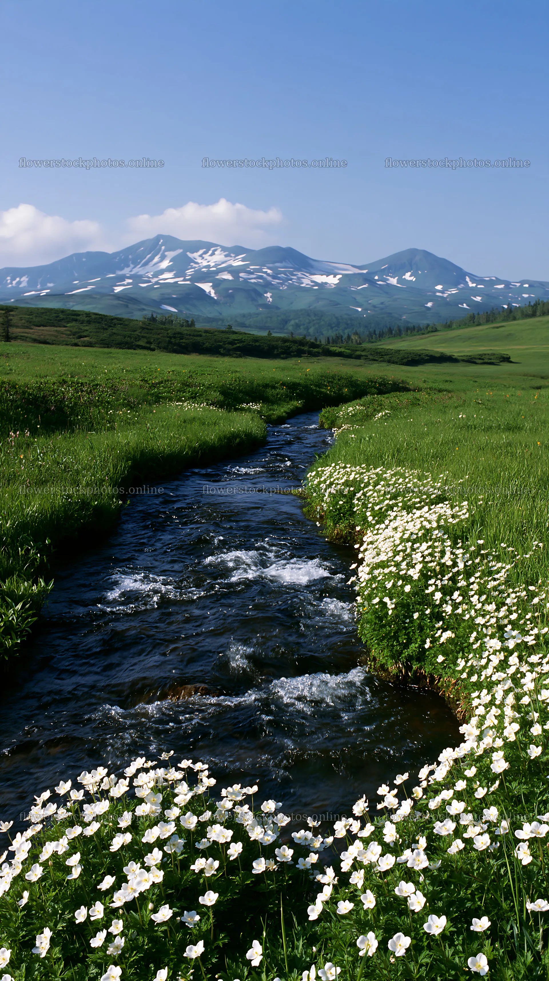 Meadow with stream and snow-capped mountains – flower stock photos 5938x10608