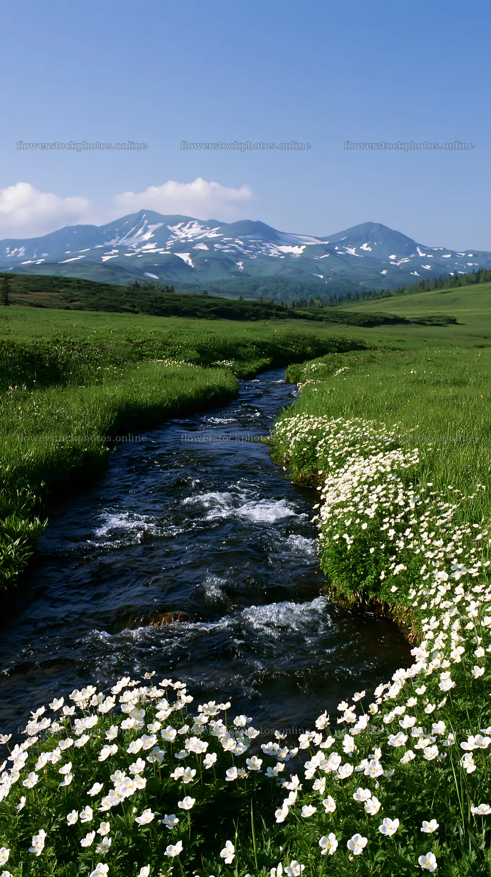 Meadow with stream and snow-capped mountains – flower stock photos 5938x10608