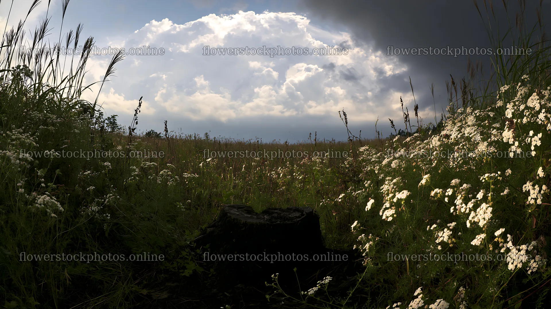 Fukushima native meadow with weathered stump – flower stock photos 10608x5938