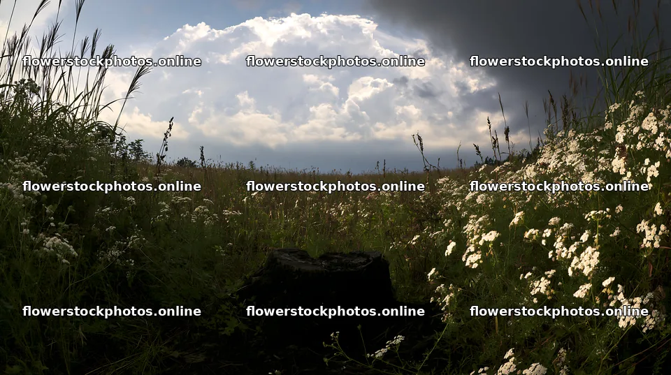 Fukushima native meadow with weathered stump – flower stock photos 10608x5938