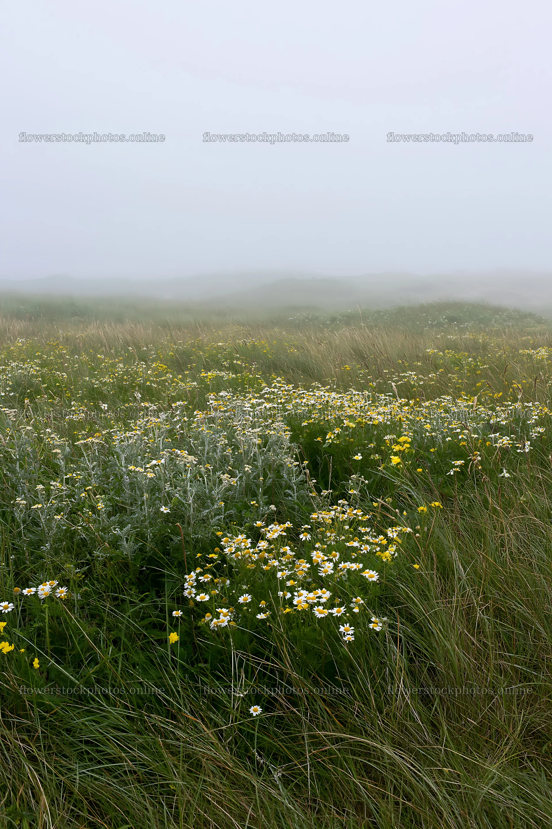 Machair beach meadow with flowers and fog in the distance – flower stock photos 6480x9722