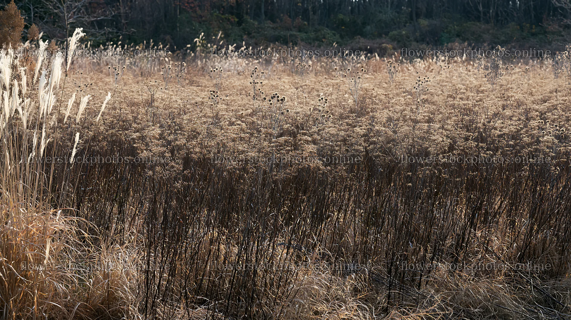 Tokyo urban biodiversity meadow with seedheads and grasses – flower stock photos 10608x5938
