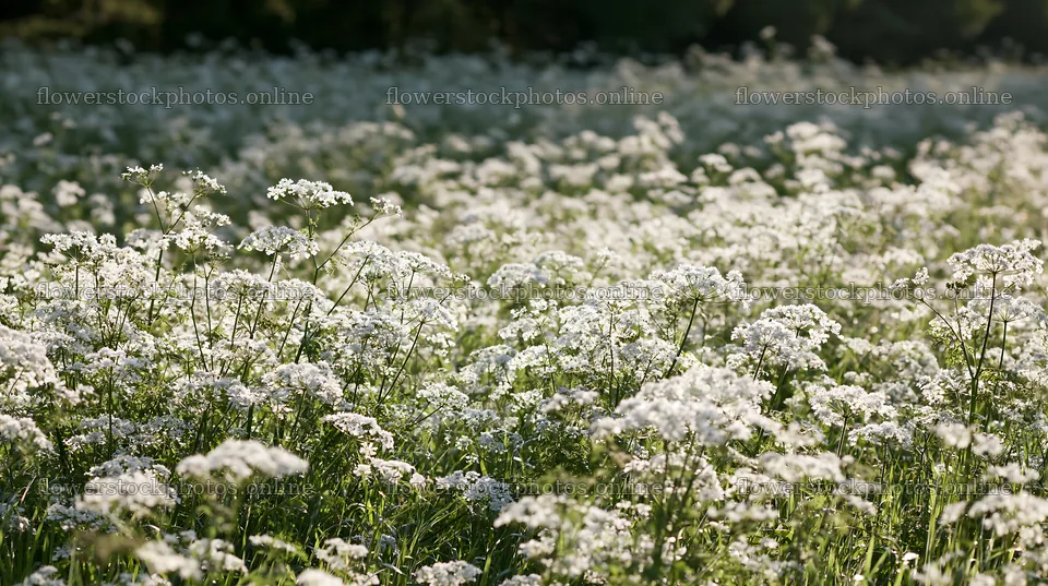 Meadow filled with white flowers during bright daylight – flower stock photos 10608x5938