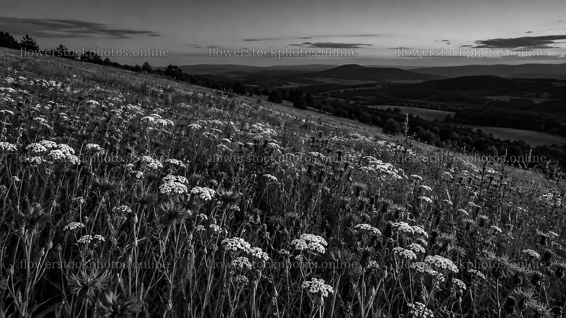 Dark Wildflower Meadow at Dusk in Black and White – flower stock photos 10324x5812