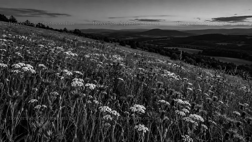 Dark Wildflower Meadow at Dusk in Black and White – flower stock photos 10324x5812