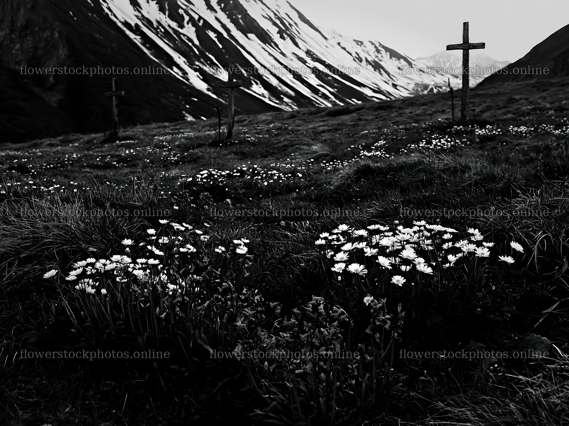 Multiple crosses in snowy meadow with flowers in foreground – flower stock photos 9174x6866