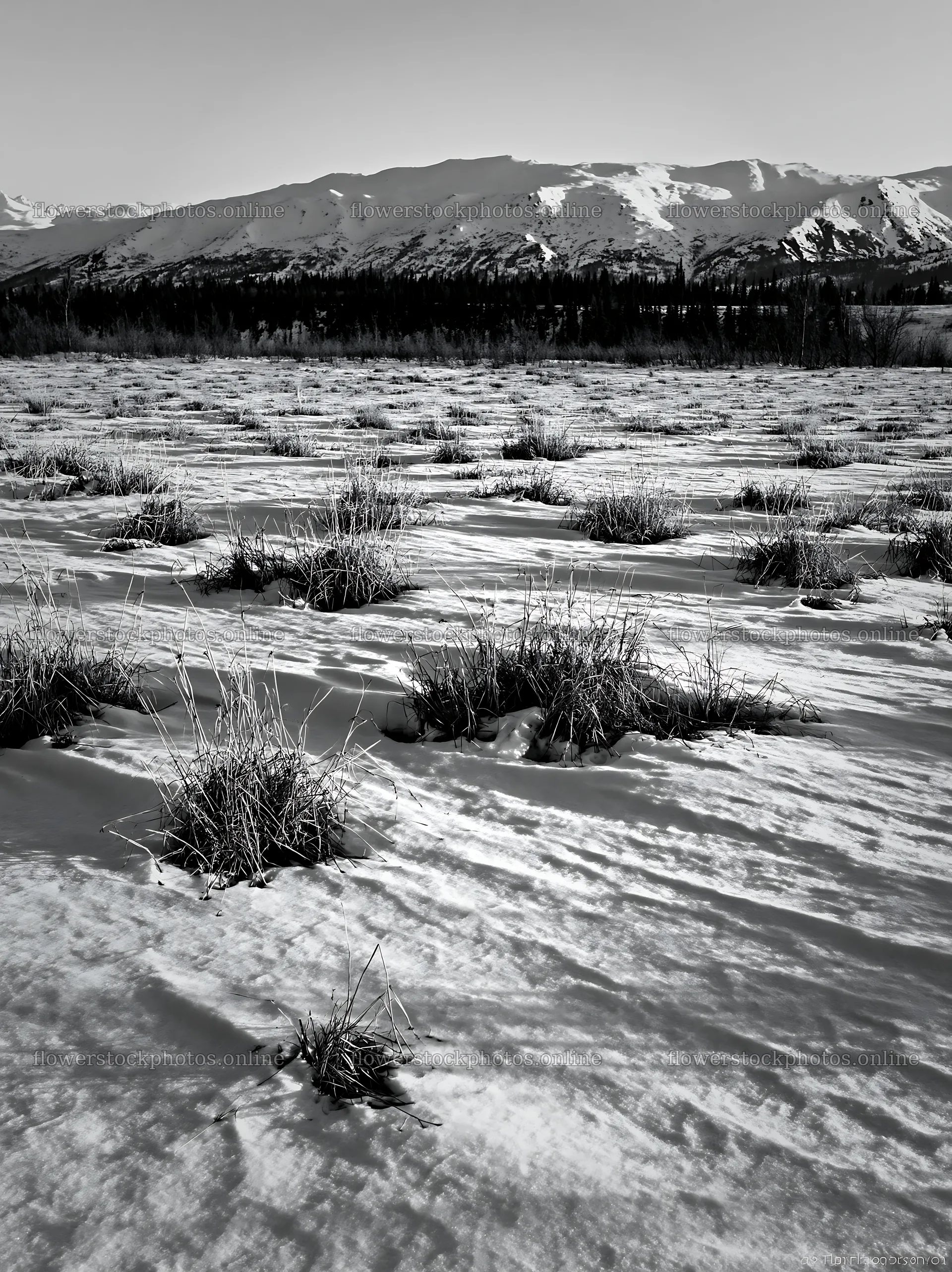 Snowmelt meadow in black and white with mountains in background – flower stock photos 6866x9174