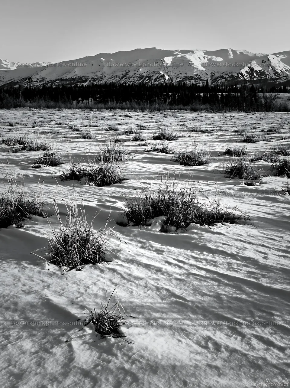 Snowmelt meadow in black and white with mountains in background – flower stock photos 6866x9174