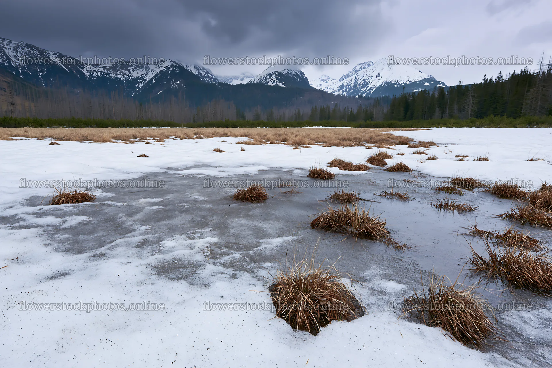 Snowmelt in Tatra Mountains meadow during springtime – flower stock photos 9722x6480