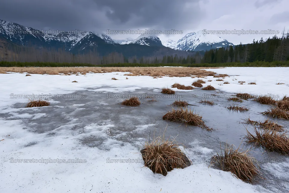 Snowmelt in Tatra Mountains meadow during springtime – flower stock photos 9722x6480