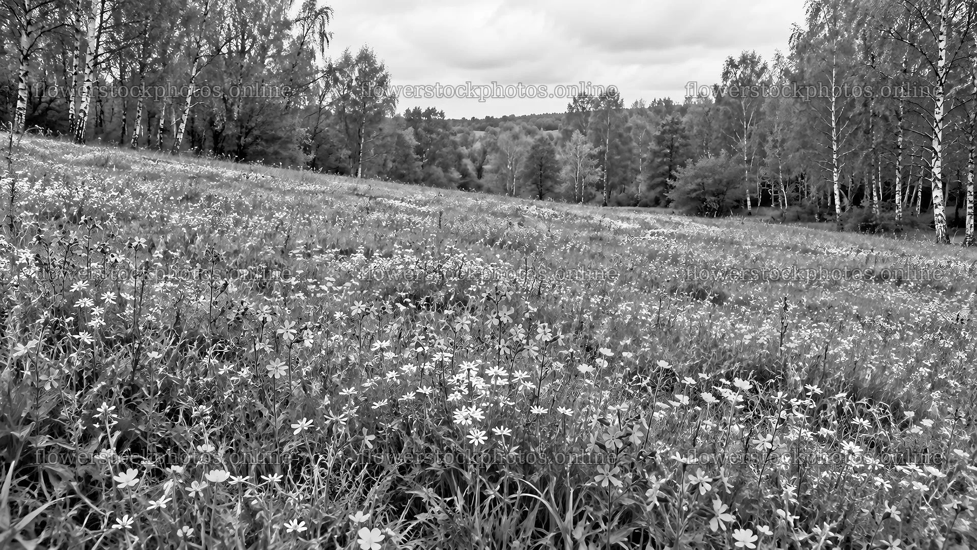 Wildflower Meadow in a Woodland Clearing – flower stock photos 10324x5812