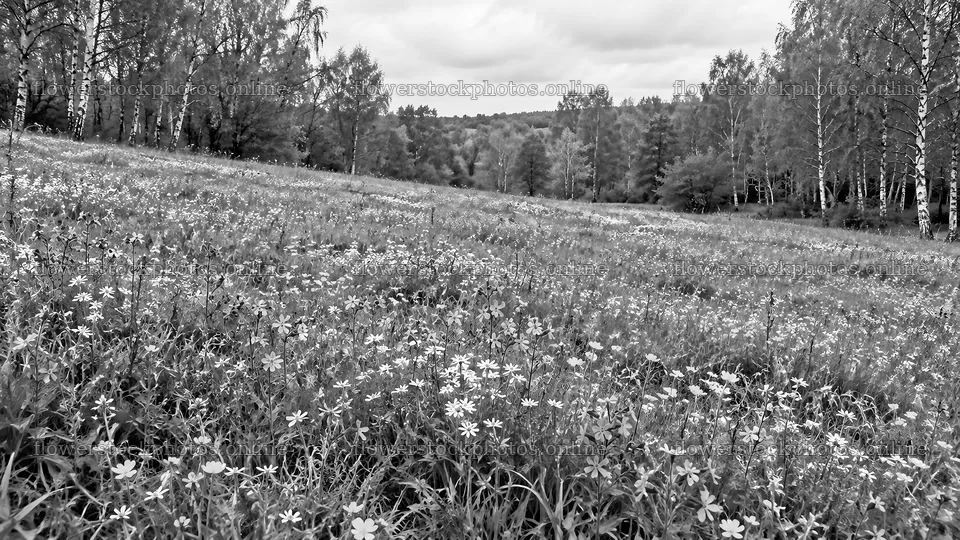 Wildflower Meadow in a Woodland Clearing – flower stock photos 10324x5812