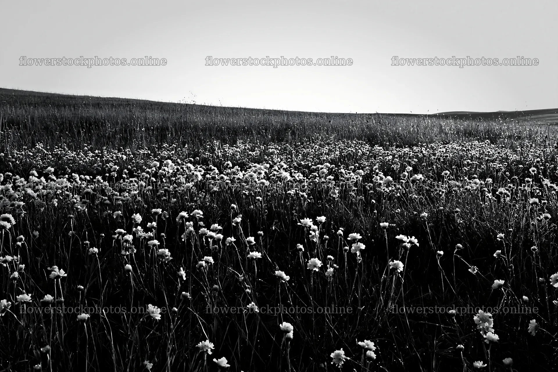 Sunny limestone meadow with flowering plants – flower stock photos 9722x6480