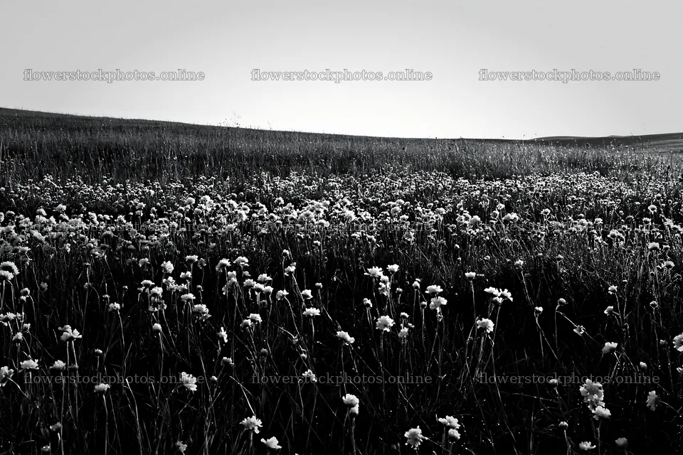 Sunny limestone meadow with flowering plants – flower stock photos 9722x6480