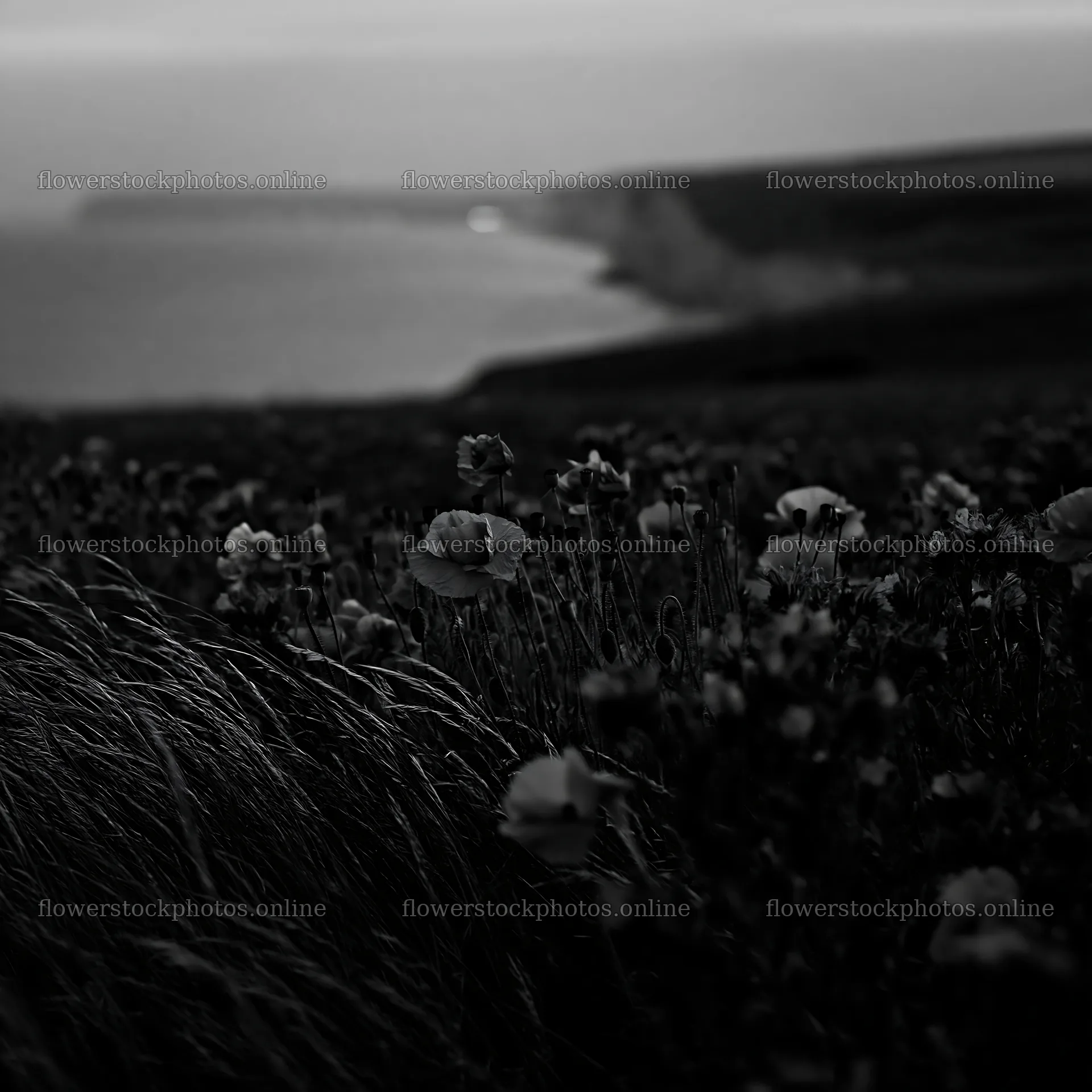 Poppy viper's-bugloss meadow overlooking the sea – flower stock photos 7938x7938