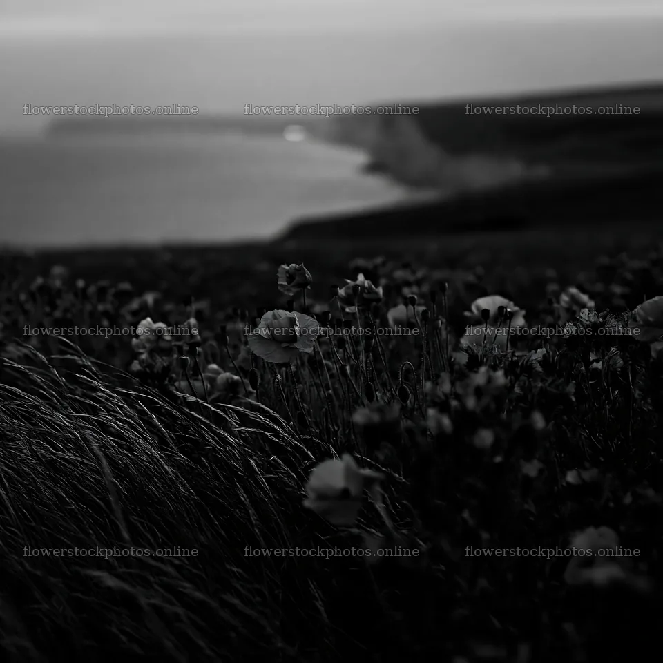 Poppy viper's-bugloss meadow overlooking the sea – flower stock photos 7938x7938