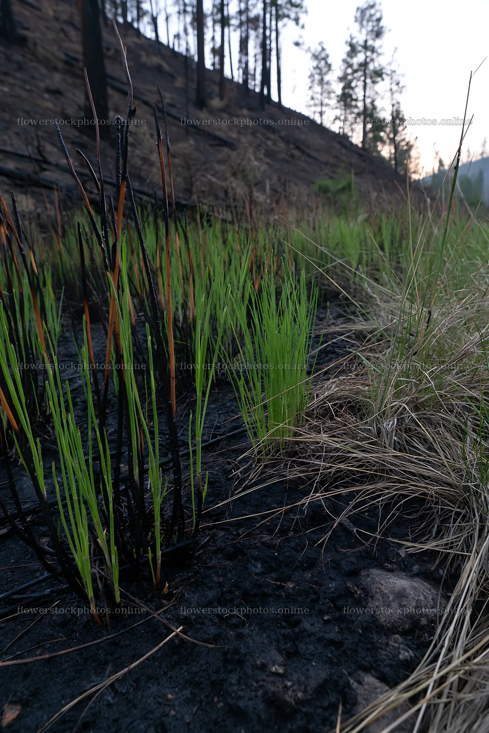 New growth in a burned meadow after a wildfire – flower stock photos 6480x9722