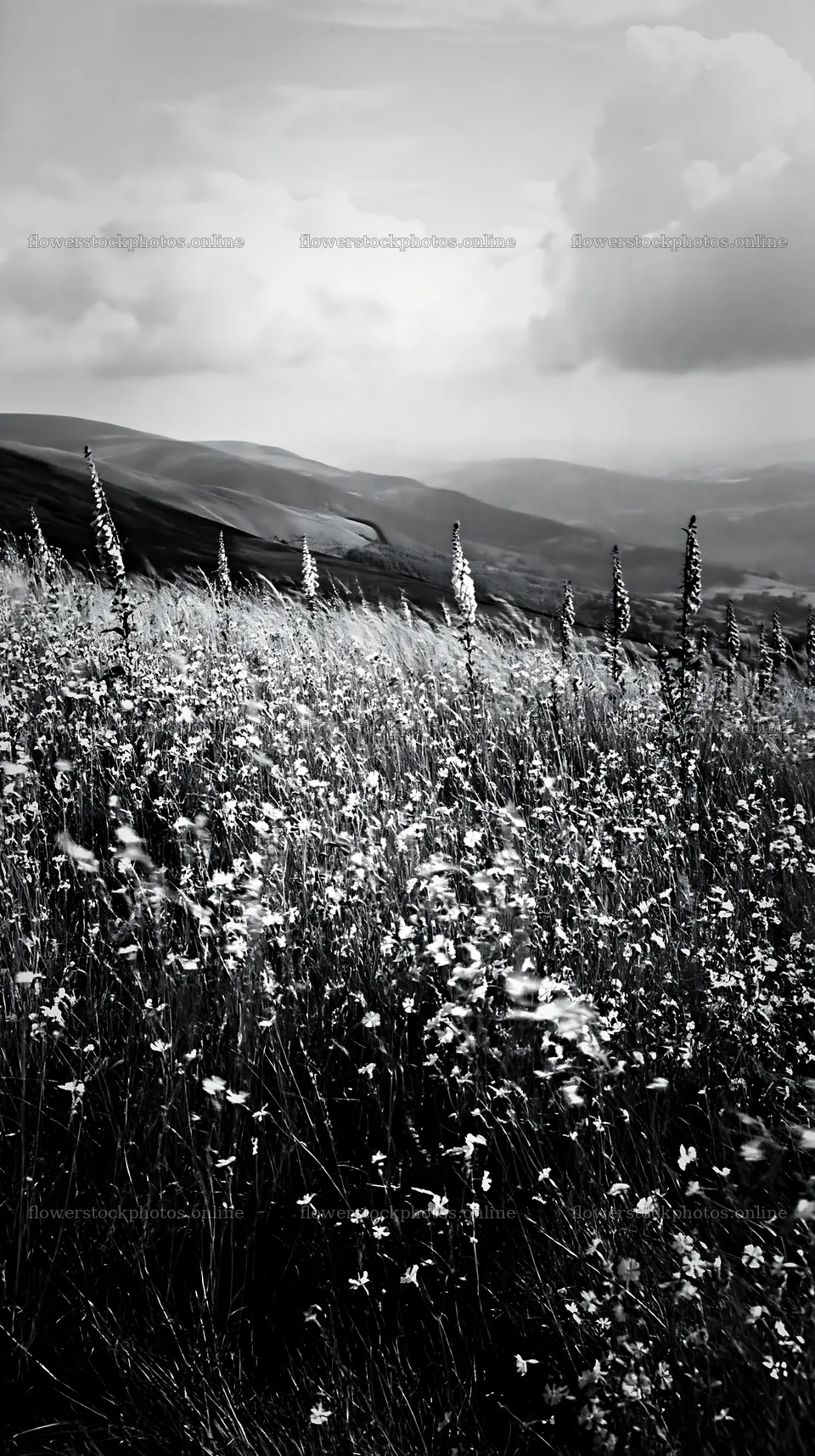 Meadow with campion flowers under cloudy skies – flower stock photos 5938x10608