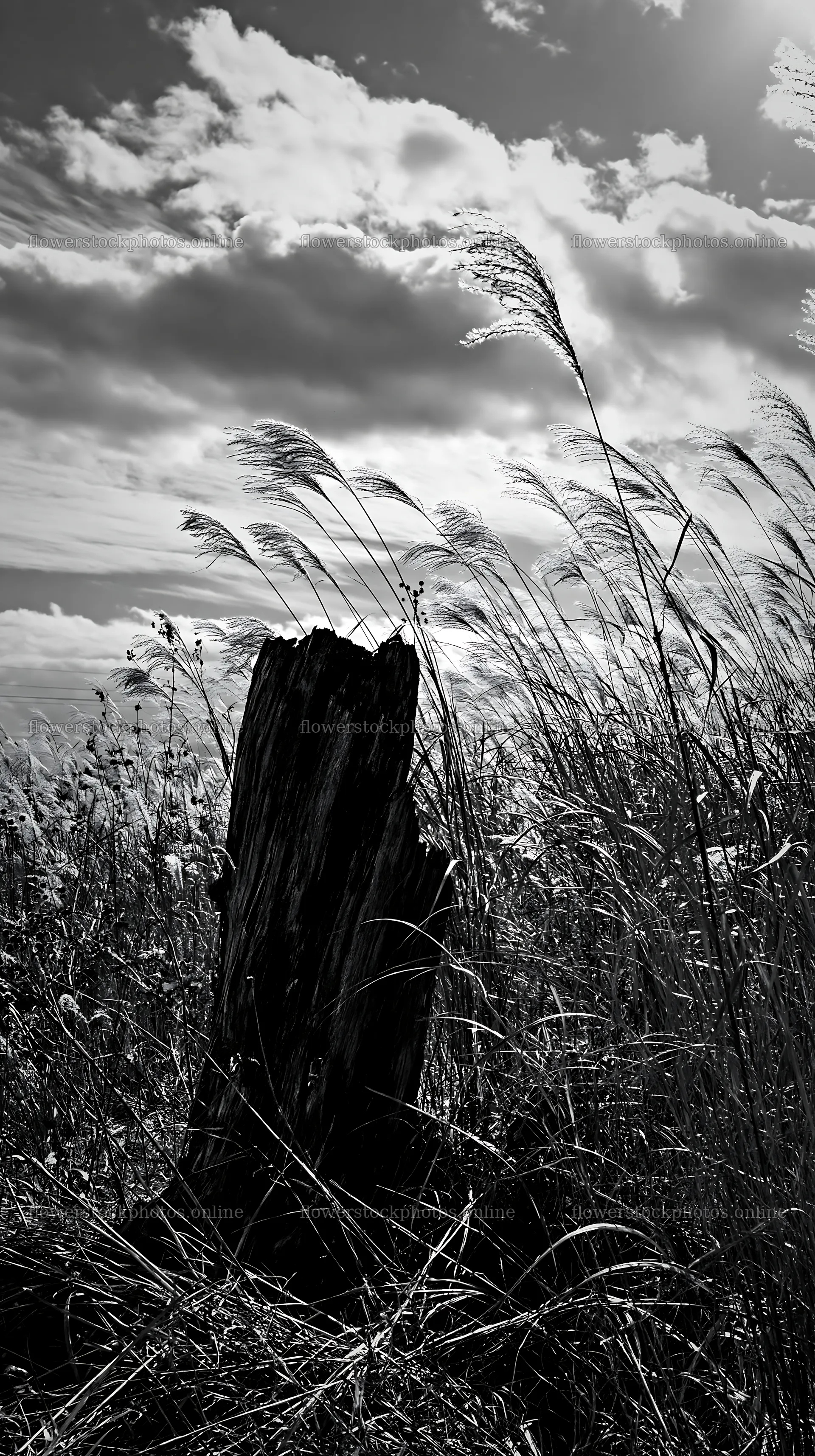 Fukushima native meadow with a weathered stump – flower stock photos 5938x10608